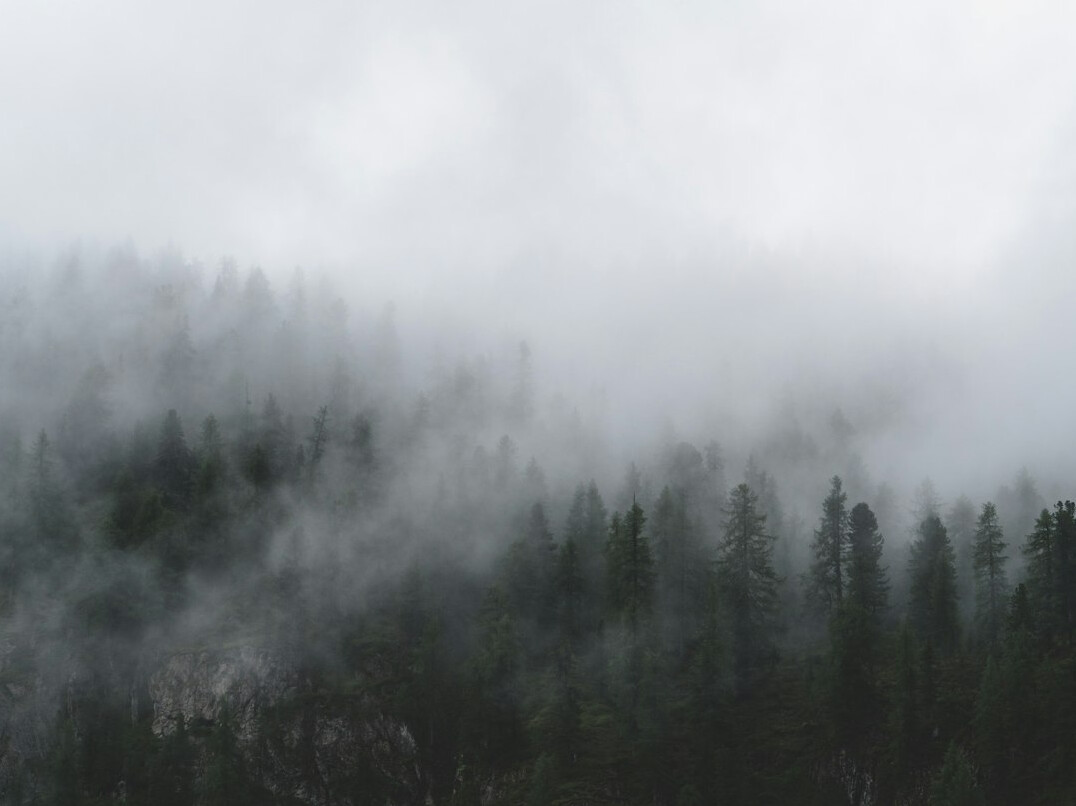 Misty forest at dawn